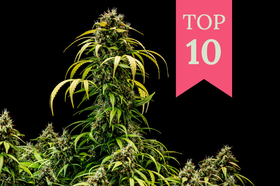 Top 10 Crossbred Weed Strains