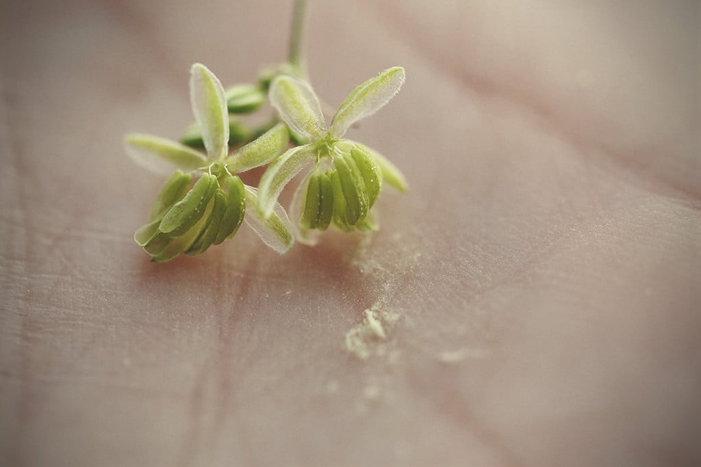 Cannabis Pollen: When, Why, and How to Use It