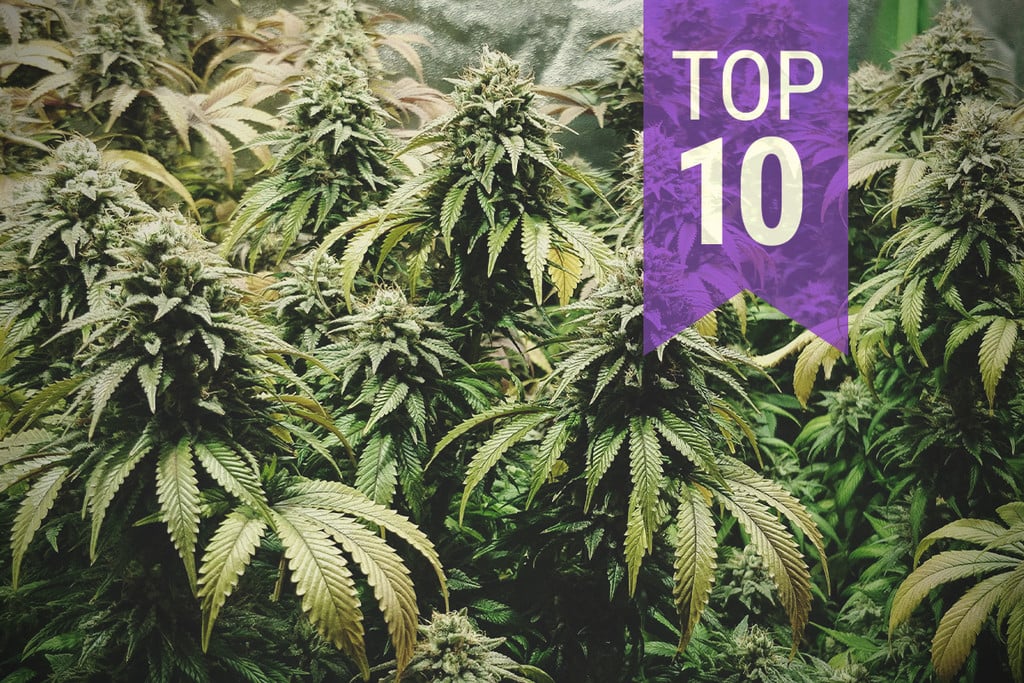 Top 10 Smelly Strains