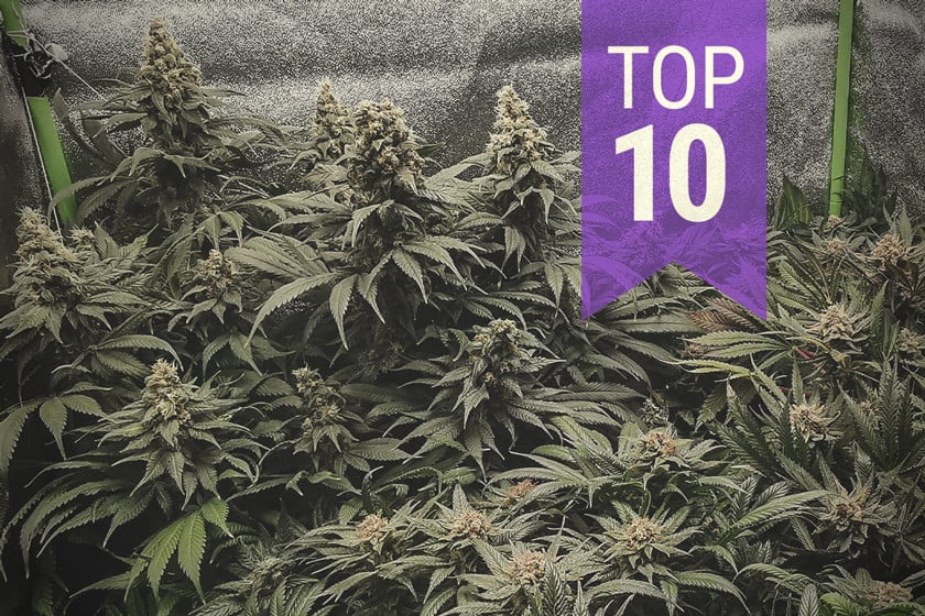 Top 10 Highest-Yielding Indoor Cannabis Strains