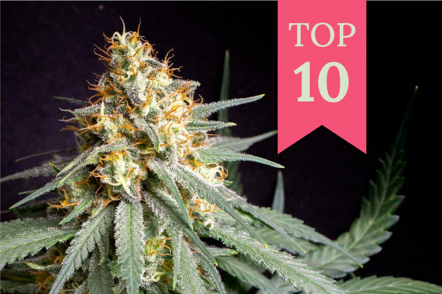 Top 10 Highest-Yielding Indoor Cannabis Strains