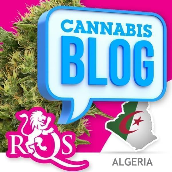 Cannabis in Algeria