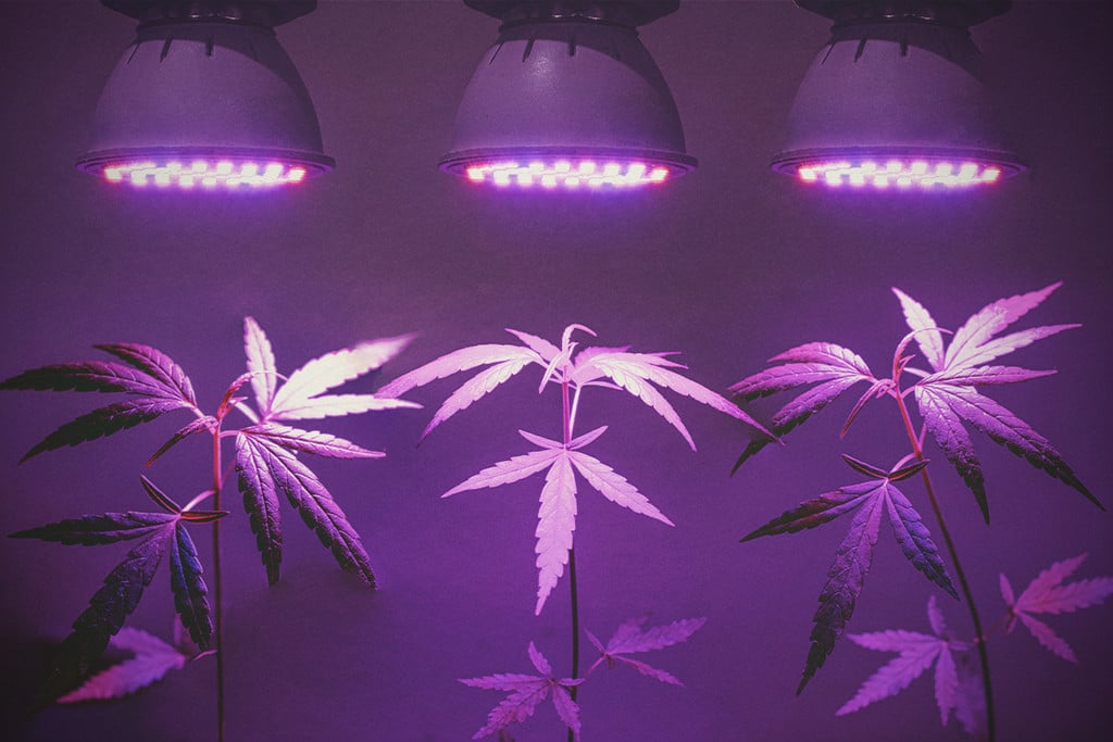 venlige behagelig Samarbejde PPFD, PAR, Lumens, and Foot-Candle for Growing Cannabis - RQS Blog