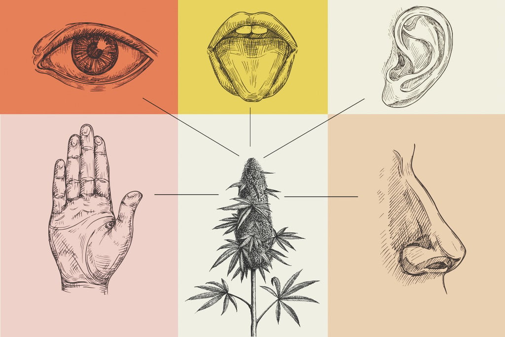 How Cannabis Affects the Five Senses