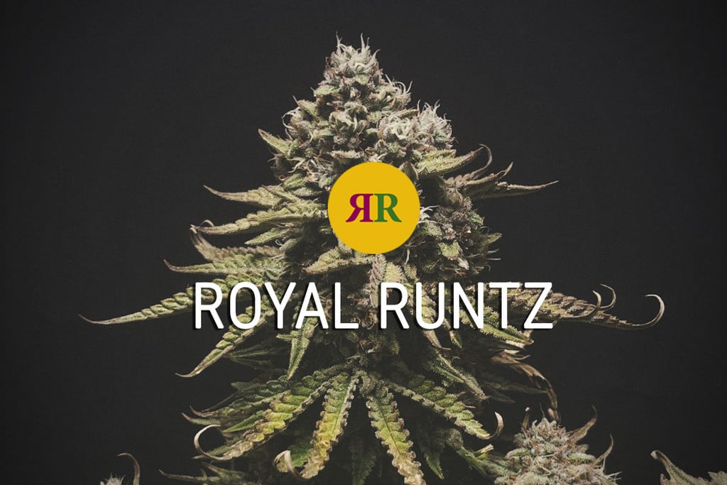 Royal Runtz Strain: A True Powerhouse
