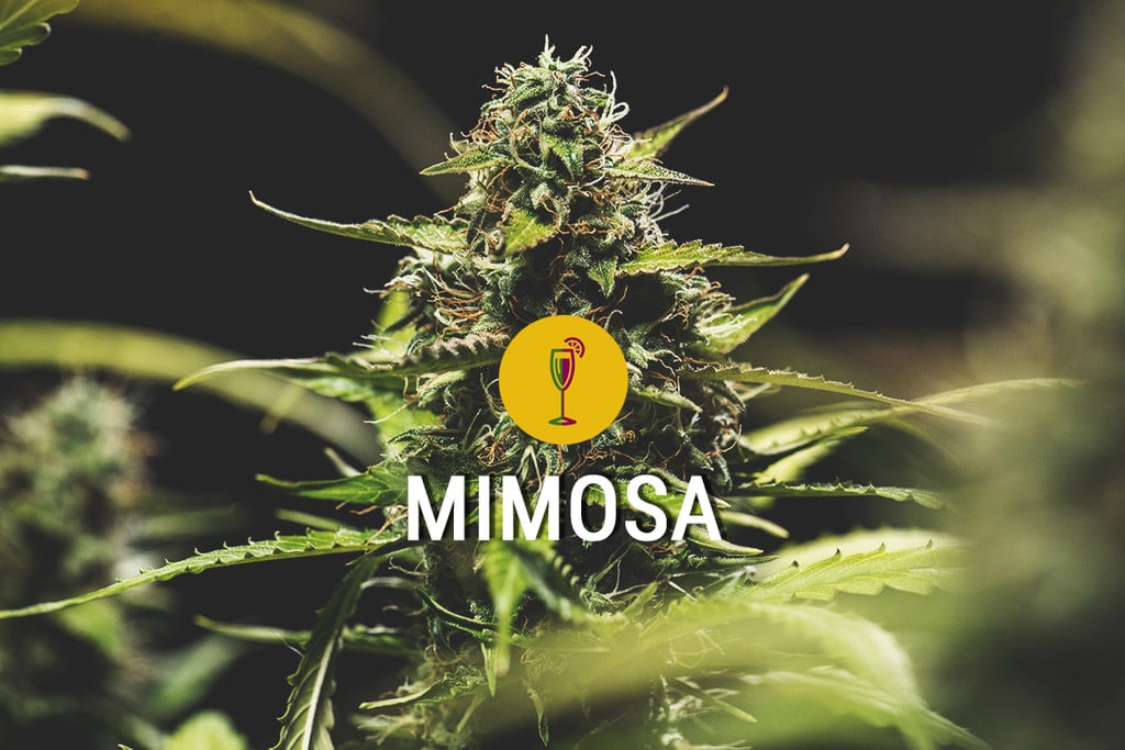 Mimosa: A Potent, Pretty, and Flavourful Strain