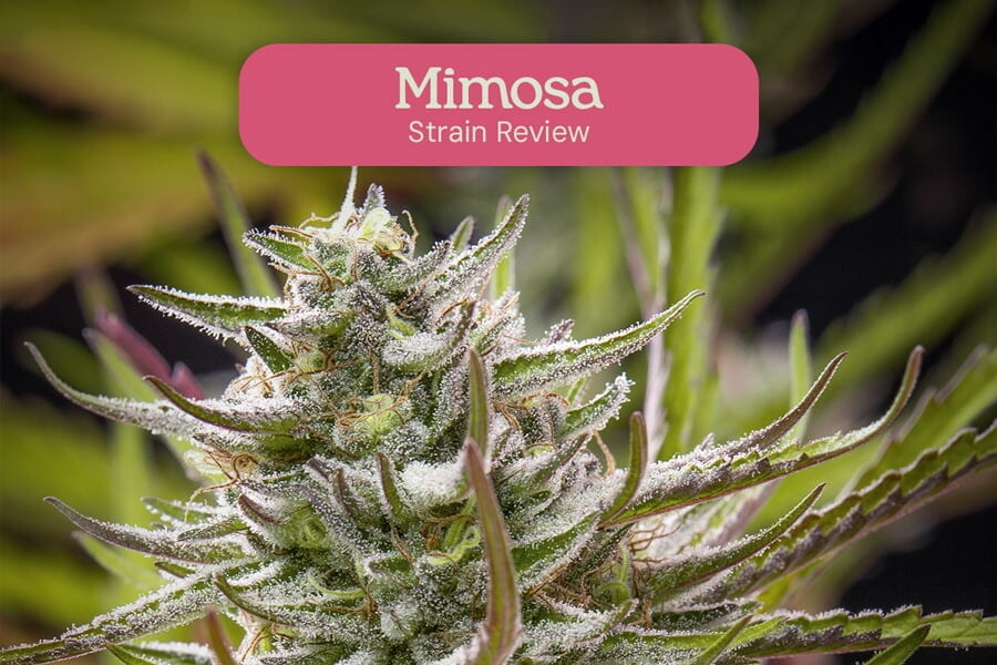 Mimosa: A Potent, Pretty, and Flavourful Strain