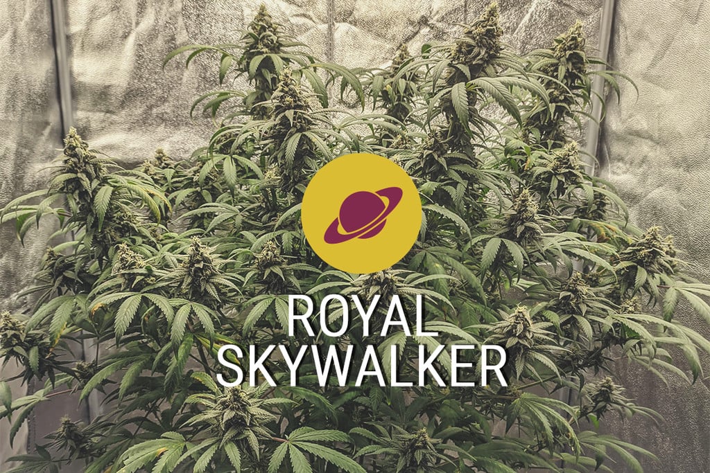 Royal Skywalker Cannabis Strain