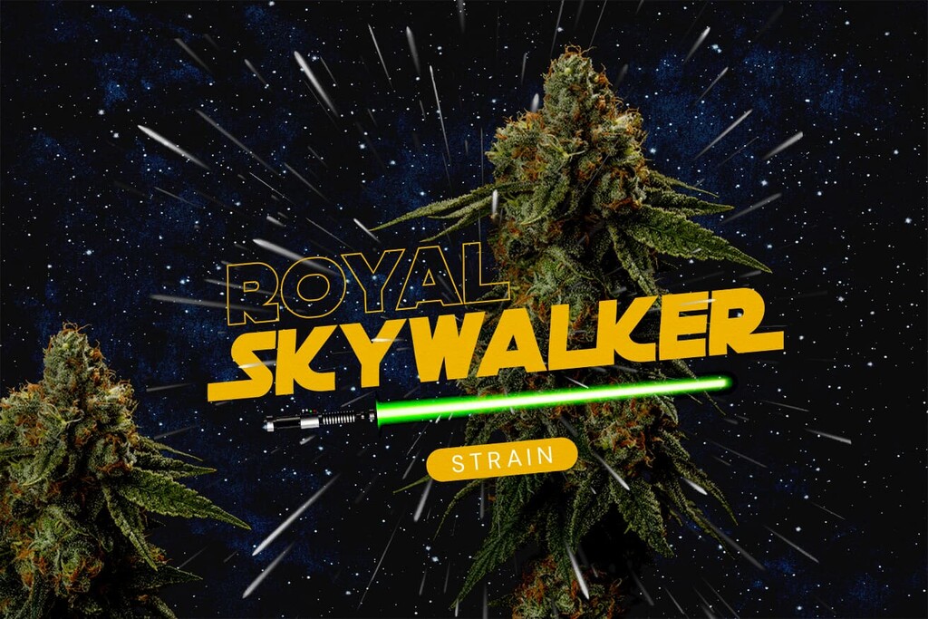 Royal Skywalker Strain Review: Genetics, Effects, Taste, and Growing Guide