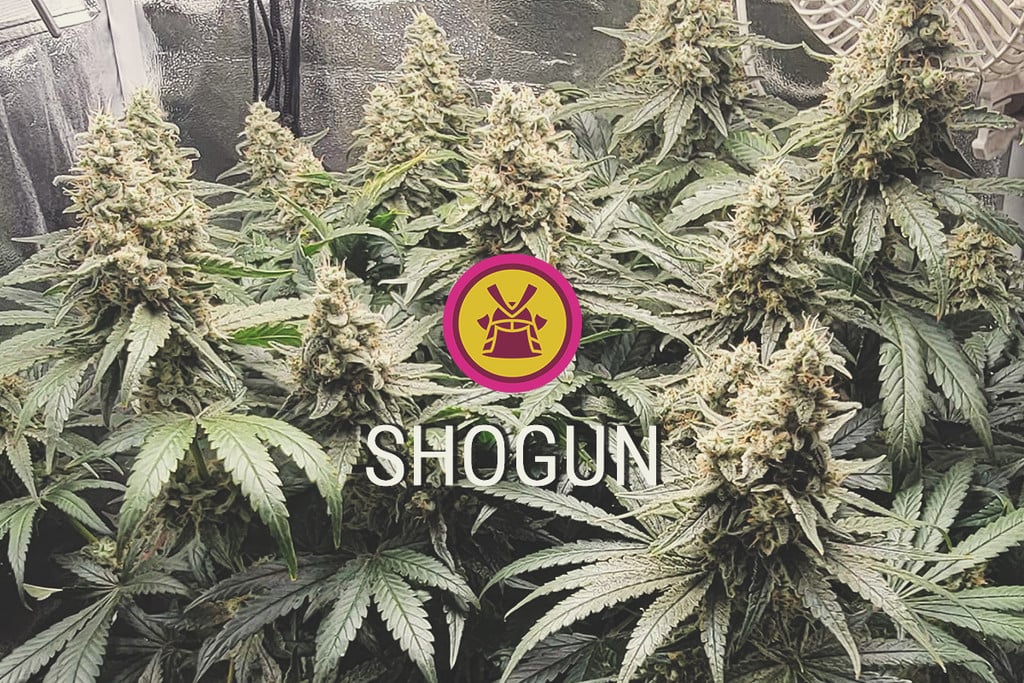 Shogun: Productive, Purple, and Potent