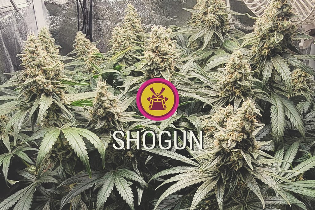 Shogun Strain: Productive, Purple, and Potent