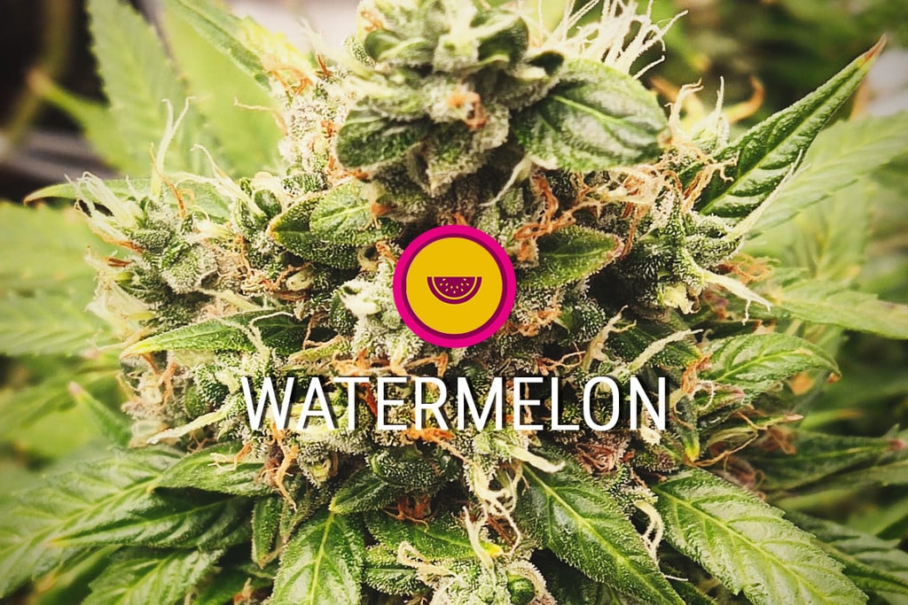 Watermelon Cannabis Strain