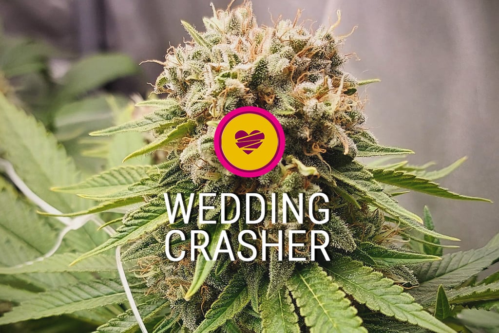 Wedding Crasher Cannabis Strain