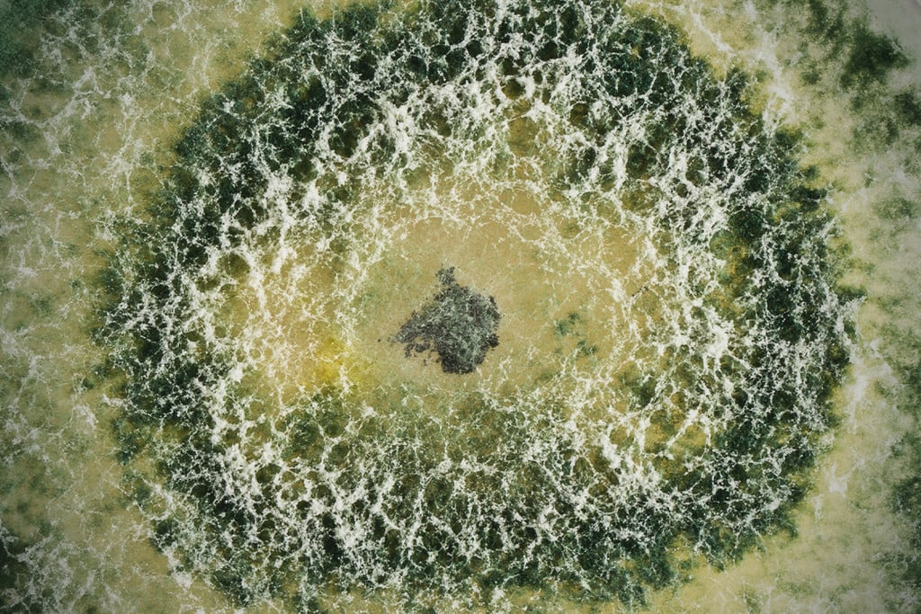 What Is Trichoderma and Why Is It Important for Cannabis?