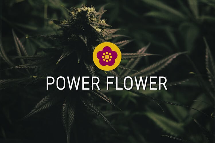 Power Flower Feminised Cannabis Seeds