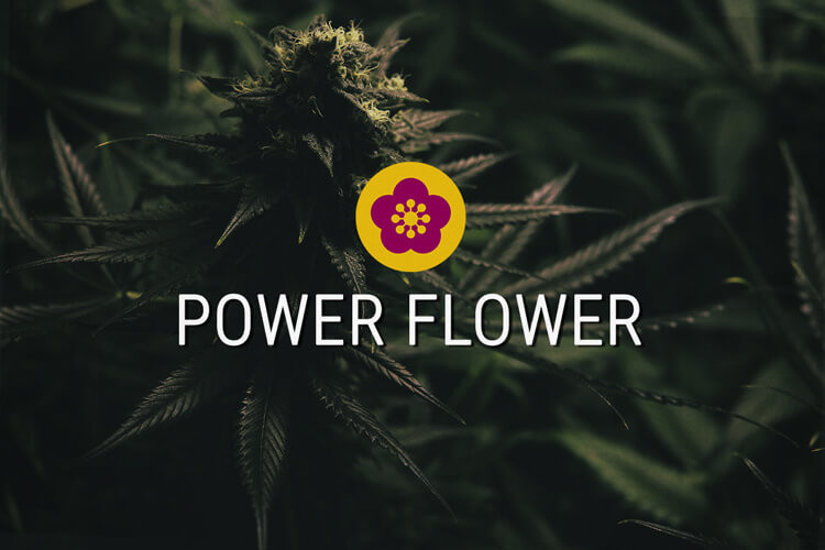Power Flower Feminised Cannabis Seeds
