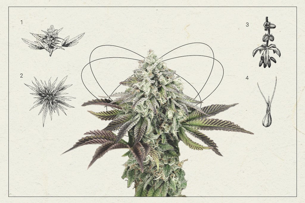 Weed Buds An Anatomy Lesson