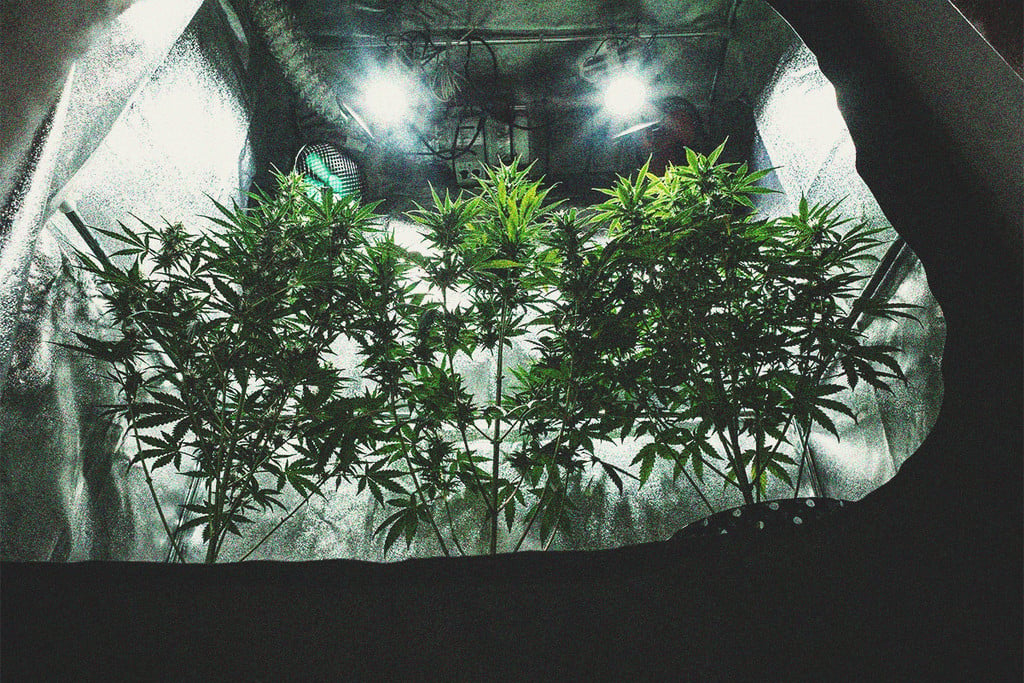 Everything You Need to Know About Cannabis Grow Tents