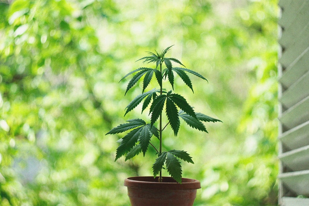 How to Grow Weed Indoors Without Lights