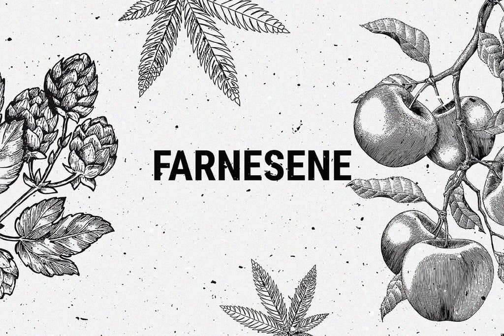 Farnesene: A Little-Known Cannabis Terpene