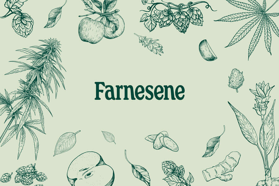 Farnesene: A Little-Known Cannabis Terpene