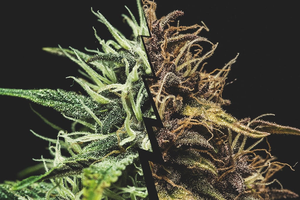 All About Ripening Cannabis Buds 