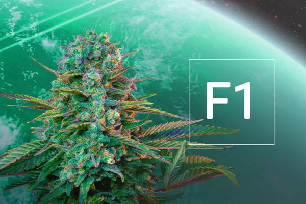 What Are F1 Hybrid Cannabis Seeds?