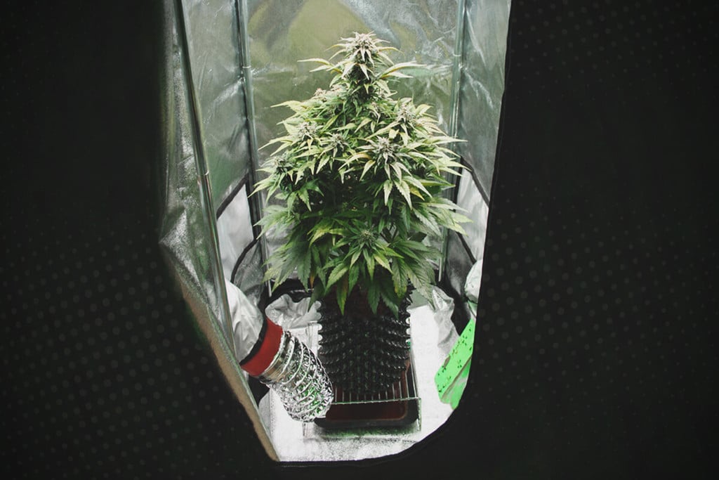 How to Grow Sativa Strains Indoors