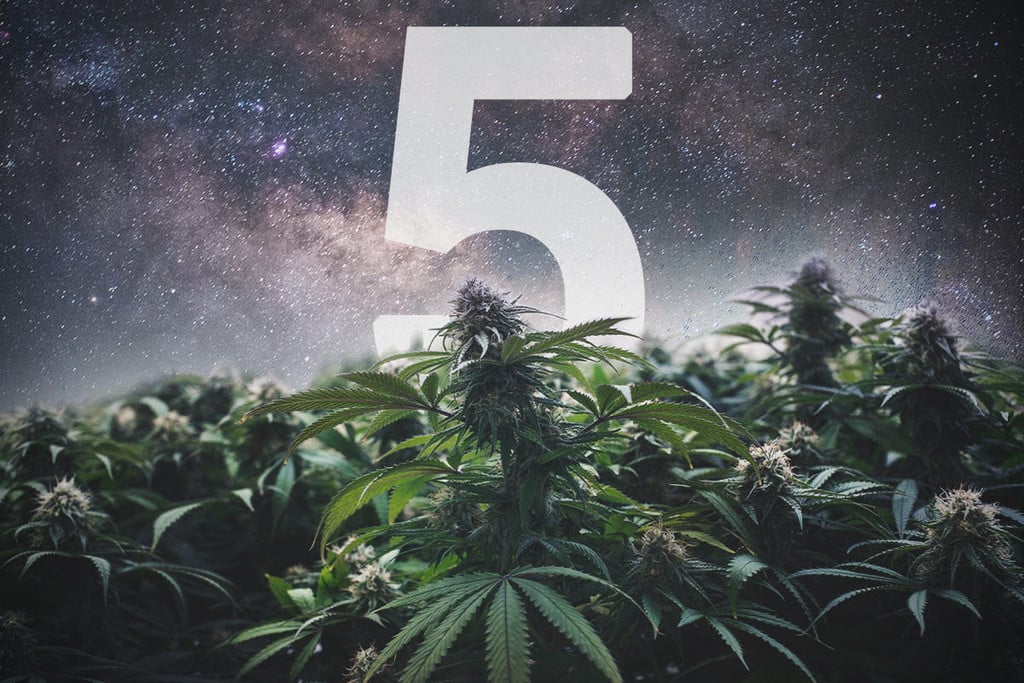5 Reasons to Grow F1 Hybrid Cannabis Seeds
