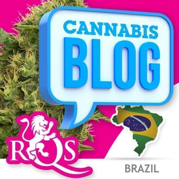 Cannabis in Brazil