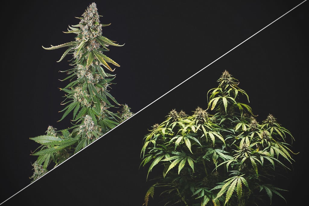 Topped vs Non-Topped Cannabis Plants — Is Topping Worth It?