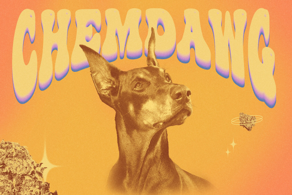 Chemdawg strain: History, Flavour, Effects, and More