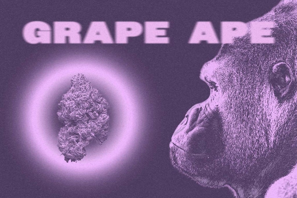 Grape Ape: A Delicious and Soothing Strain