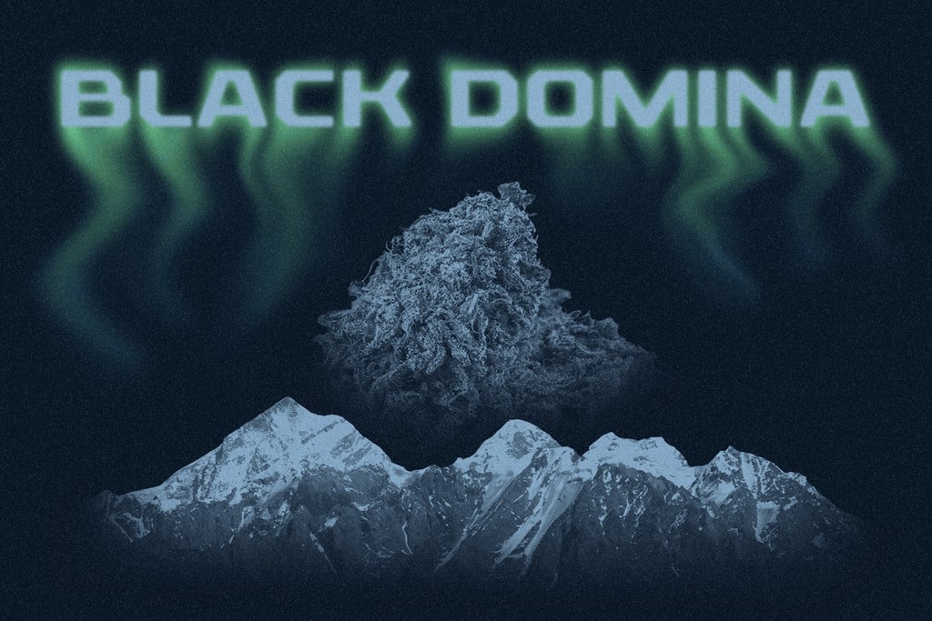 Black Domina: The Progeny of Indica Royalty