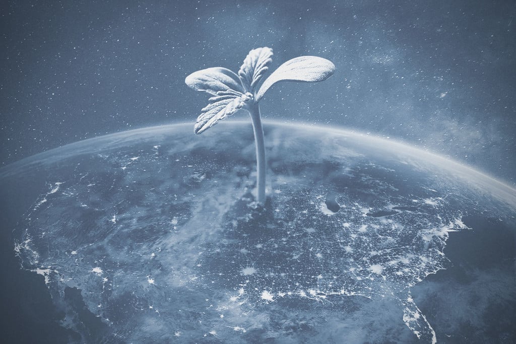 Is It Legal To Grow Weed In The US in 2025?