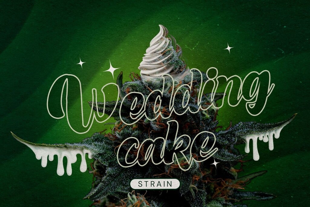 Wedding Cake Strain Review