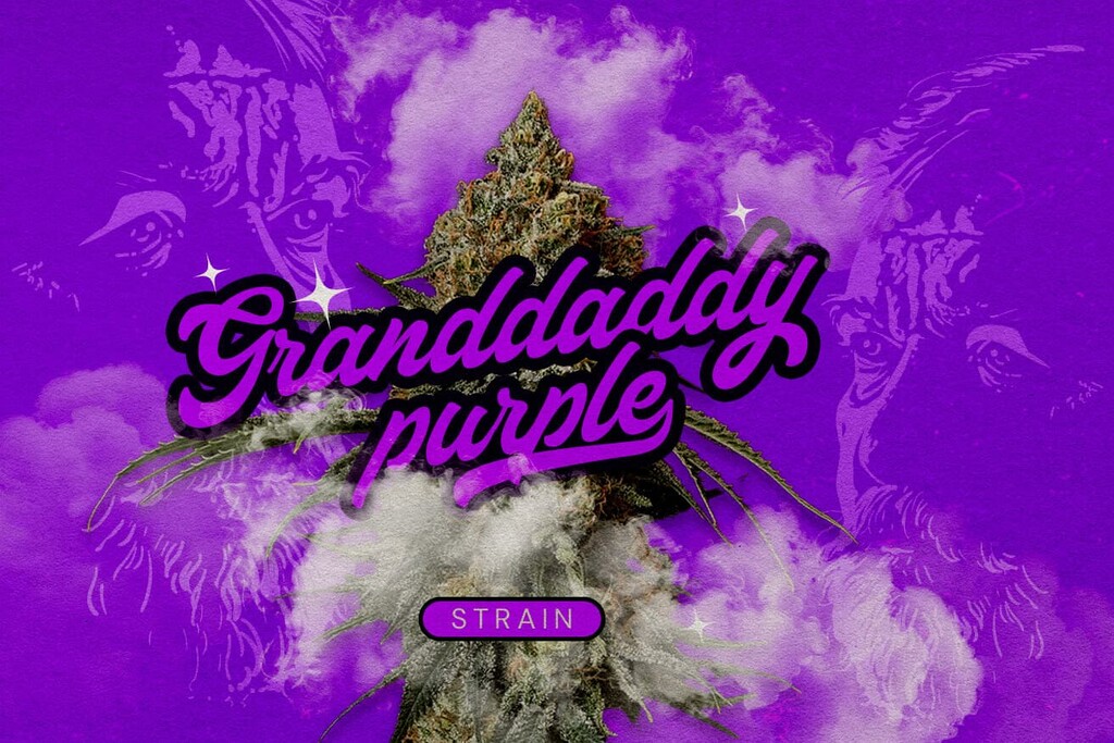 Granddaddy Purp Strain: The King of Purple Weed
