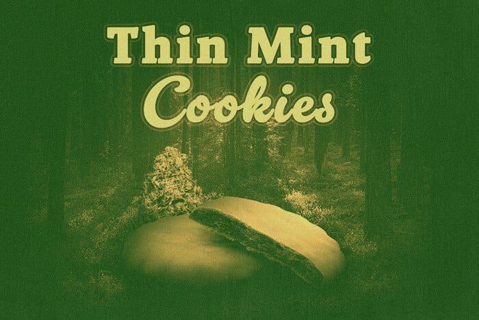 Thin Mint Cookies: A GSC Superstar