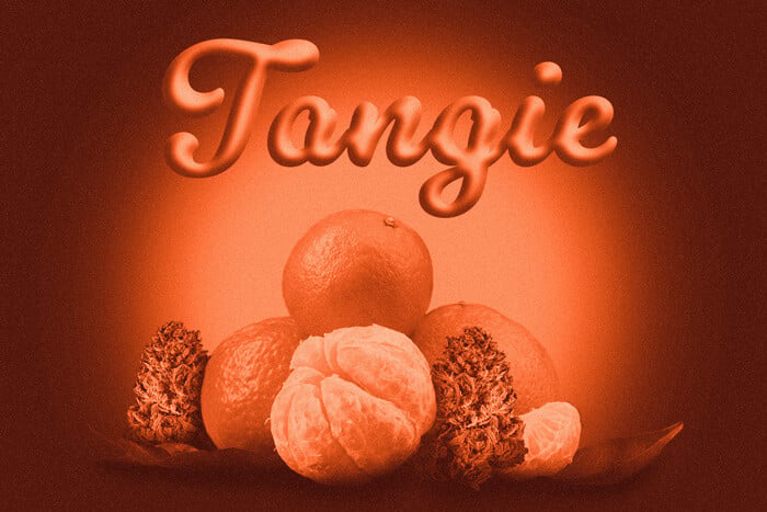Tangie: An Uplifting, Citrusy Sativa