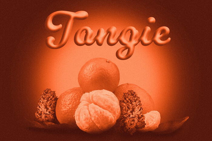 Tangie: An Uplifting, Citrusy Sativa