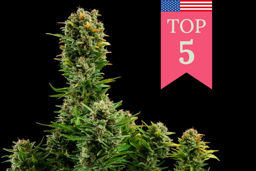 Top 5 Popular Weed Strains in the USA