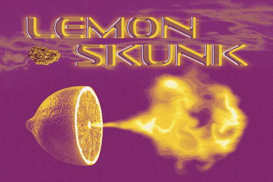 Lemon Skunk Strain: Stoning Citrus Explosion