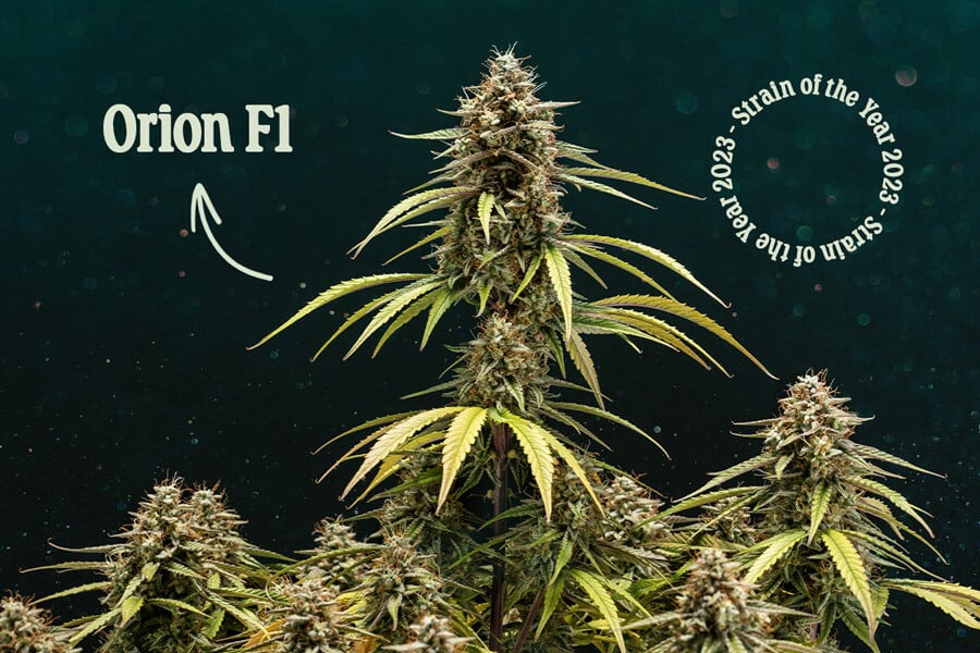 Orion F1: RQS Strain Of The Year 2023