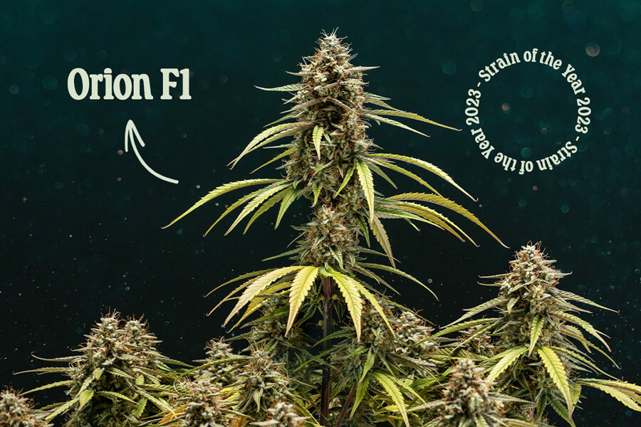 Orion F1: RQS Strain Of The Year 2023
