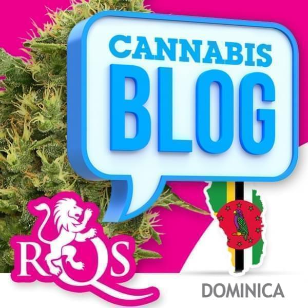 Cannabis in Dominica