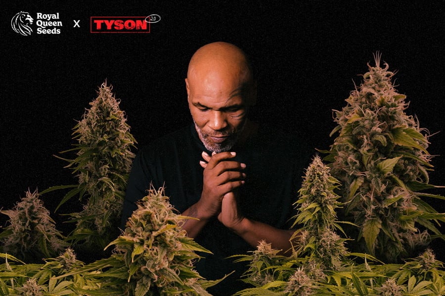 Royal Queen Seeds × Tyson: A Hard-Hitting Collaboration
