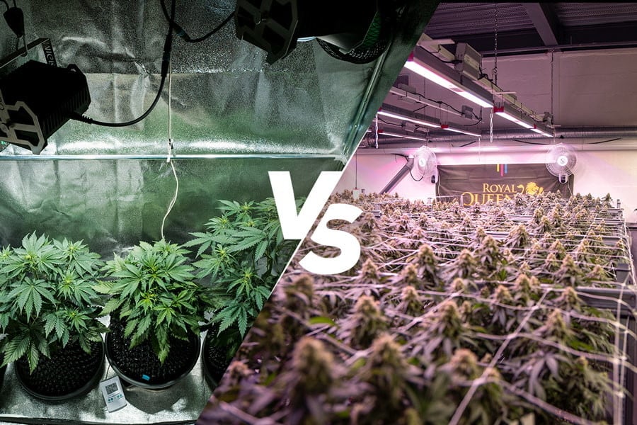 Homegrown vs Dispensary Weed Which Is Best? RQS Blog