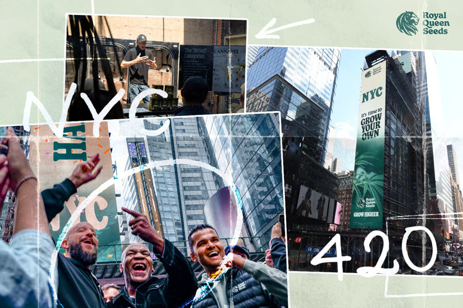 Celebrating 420 Day with Mike Tyson: An RQS Extravaganza!