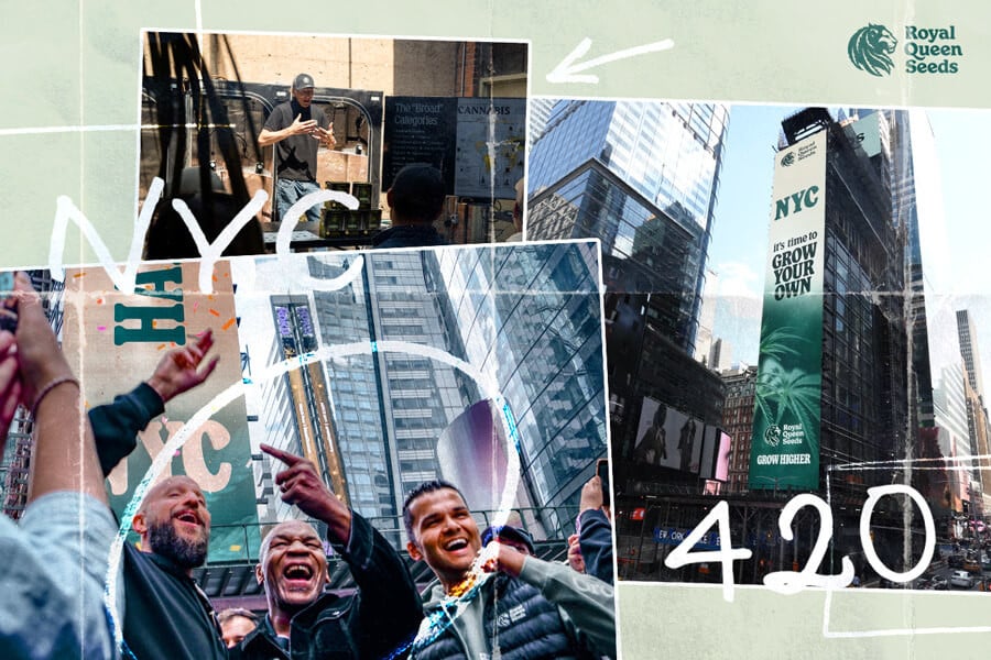 Celebrating 420 Day with Mike Tyson: An RQS Extravaganza!