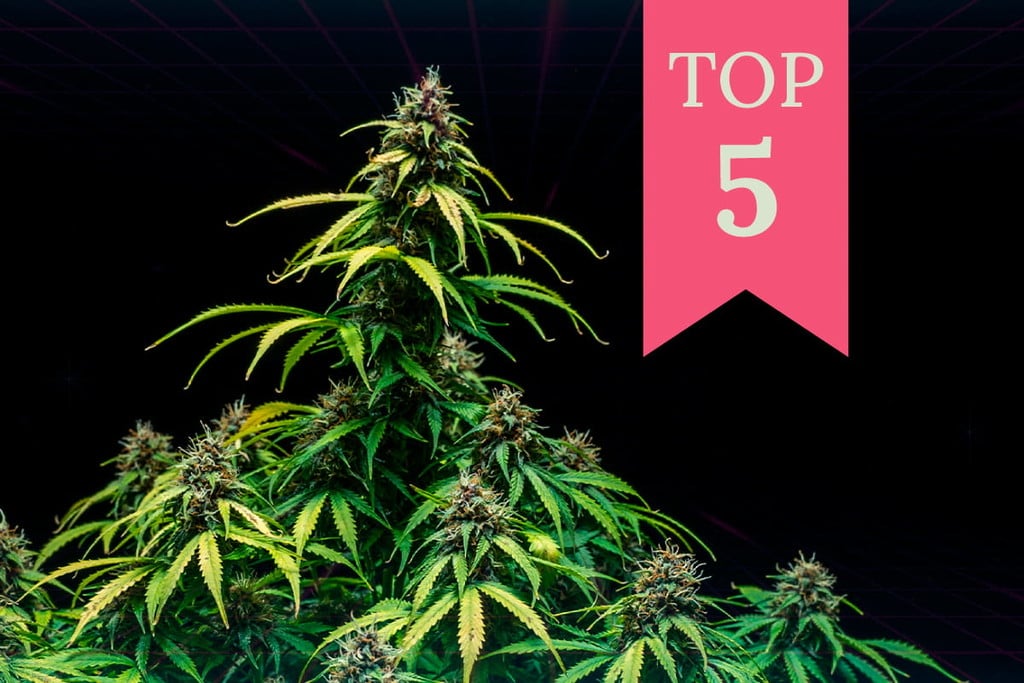 The Best Weed Strains for Gaming